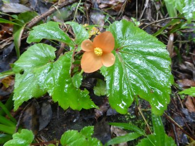 Begonia sutherlandii, photographed by Hlengiwe Mtshali
