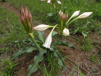 Crinum macowanii, photographed by Hlengiwe Mtshali