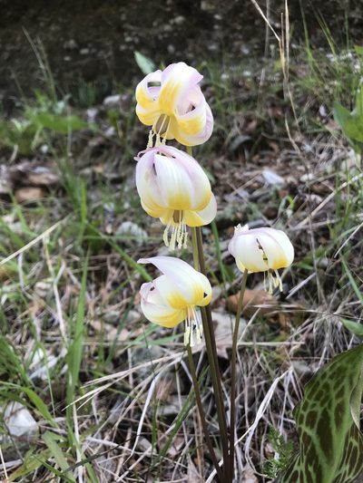Erythronium citrinum, photographed by Brandon Corder