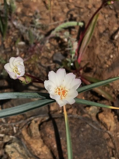 Lewisia oppositifolia, photographed by Brandon Corder