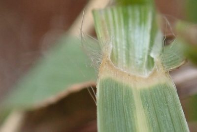 Eragrostis capensis, photographed by Jimmy Whatmore