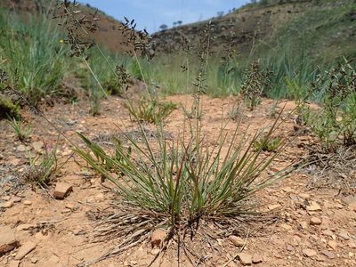 Eragrostis patentipilosa, photographed by Jimmy Whatmore
