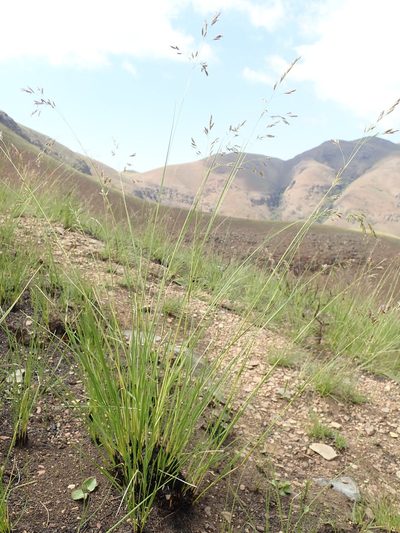 Festuca costata, photographed by Jimmy Whatmore
