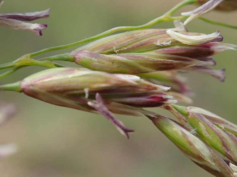 Festuca costata, photographed by Jimmy Whatmore