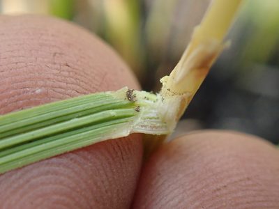 Festuca costata, photographed by Jimmy Whatmore