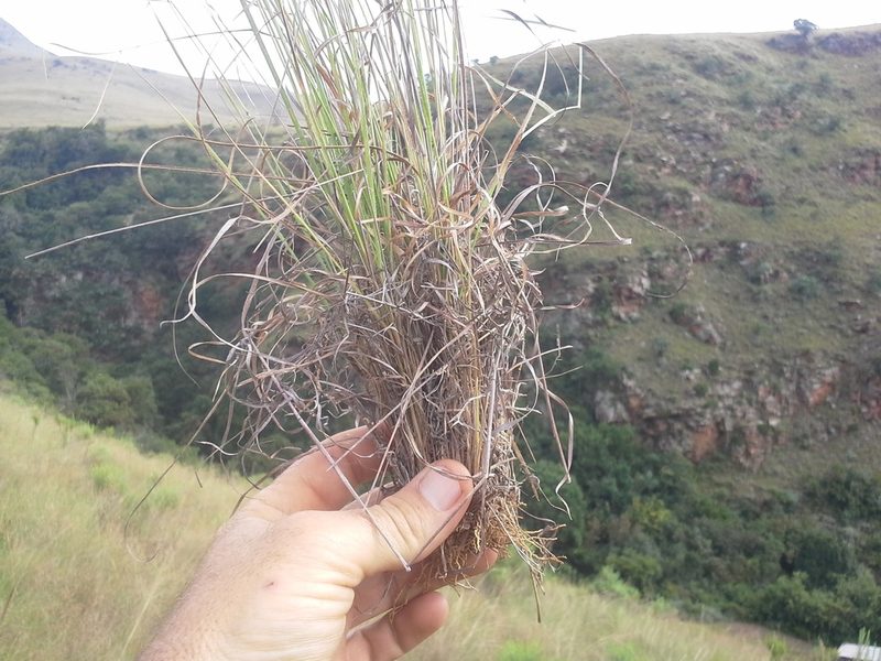 Loudetia flavida, photographed by Jimmy Whatmore