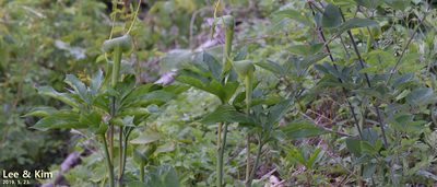 Arisaema heterophyllum, photographed by Kim, Hyun-tae