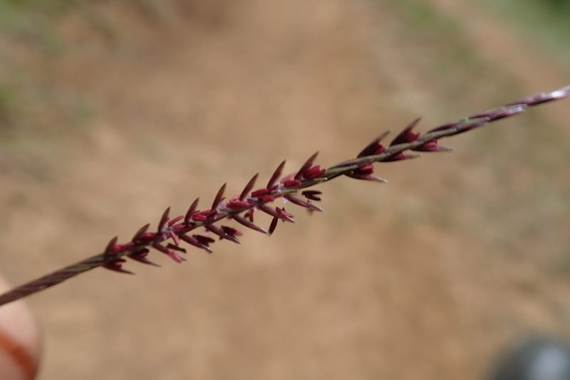 Microchloa afra, photographed by Jimmy Whatmore