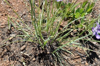 Microchloa afra, photographed by Jimmy Whatmore