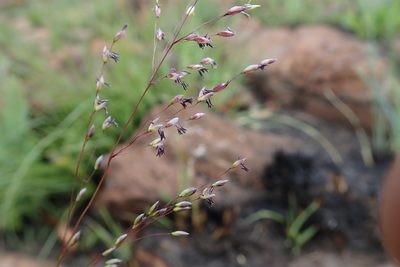 Adenochloa ecklonii, photographed by Jimmy Whatmore