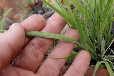 Adenochloa ecklonii, photographed by Jimmy Whatmore