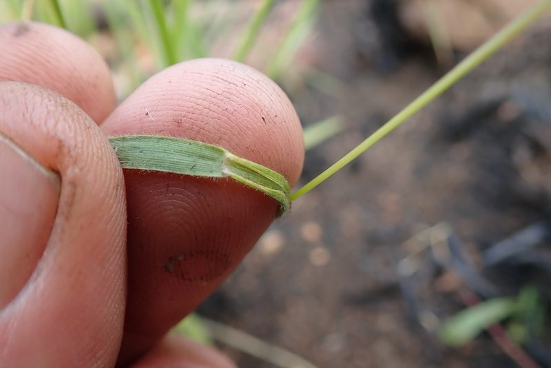 Adenochloa ecklonii, photographed by Jimmy Whatmore