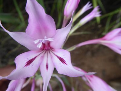 Gladiolus microcarpus, photographed by Hlengiwe Mtshali