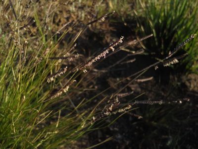 Microchloa altera, photographed by Jimmy Whatmore