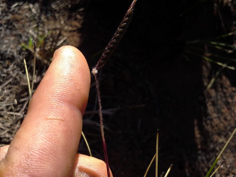 Microchloa altera, photographed by Jimmy Whatmore