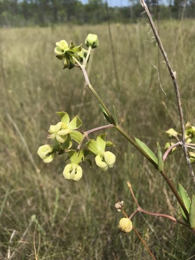 Asclepias connivens, photographed by Brandon Corder