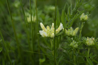Chamaecytisus albus, photographed by Conrad Altmann