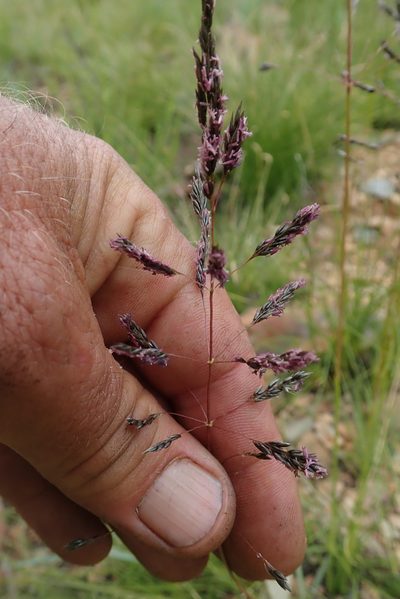 Sporobolus centrifugus, photographed by Jimmy Whatmore
