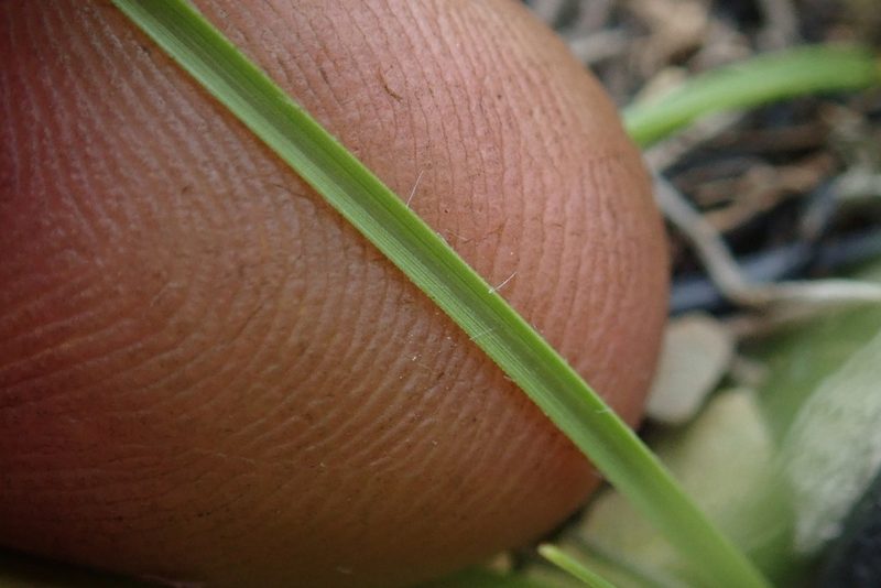 Sporobolus centrifugus, photographed by Jimmy Whatmore