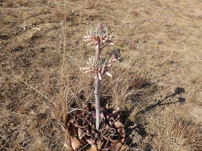 Aloe prinslooi, photographed by Hlengiwe Mtshali