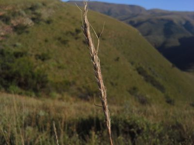 Trachypogon spicatus, photographed by Jimmy Whatmore