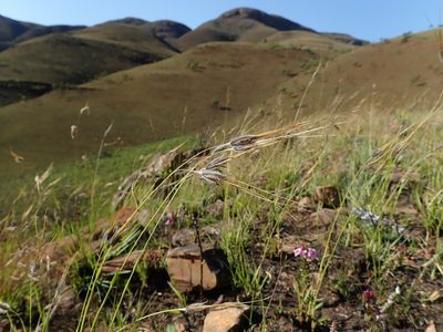 Tristachya leucothrix, photographed by Jimmy Whatmore