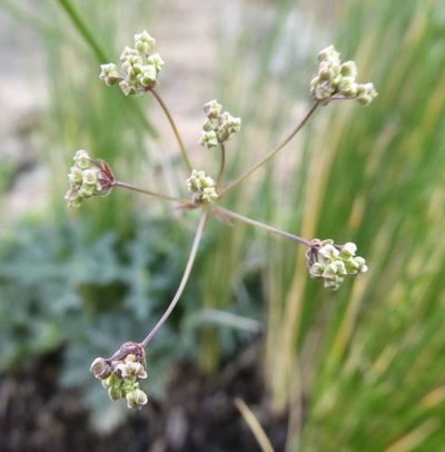 Dracosciadium saniculifolium, photographed by Hlengiwe Mtshali