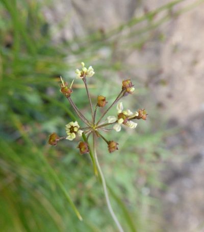 Dracosciadium saniculifolium, photographed by Hlengiwe Mtshali