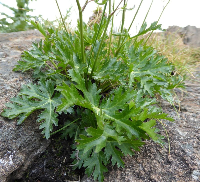 Dracosciadium saniculifolium, photographed by Hlengiwe Mtshali