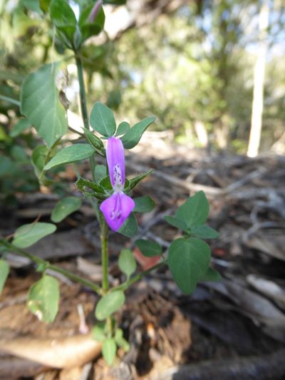 Dicliptera quintasii, photographed by Hlengiwe Mtshali