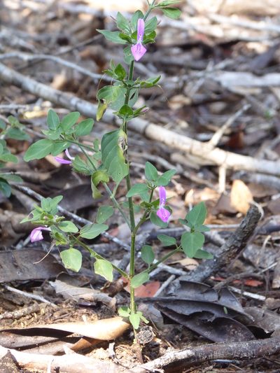 Dicliptera quintasii, photographed by Hlengiwe Mtshali