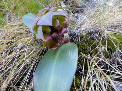 Eucomis schijffii, photographed by Hlengiwe Mtshali