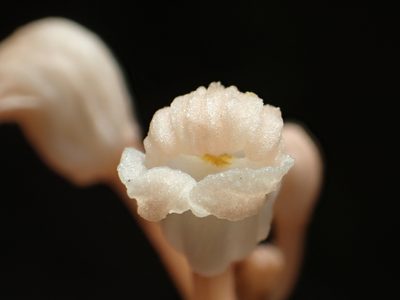 Didymoplexis pallens, photographed by 葉子