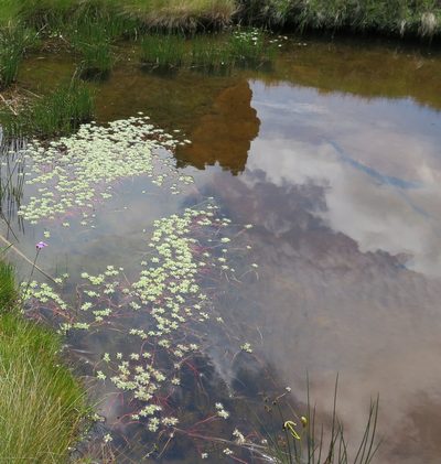 Lindernia conferta, photographed by Hlengiwe Mtshali