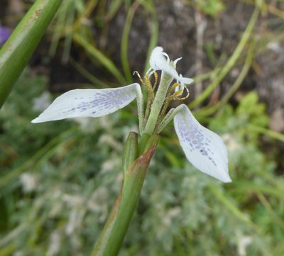 Moraea brevistyla, photographed by Hlengiwe Mtshali