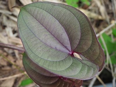 Dioscorea alata, photographed by 葉子