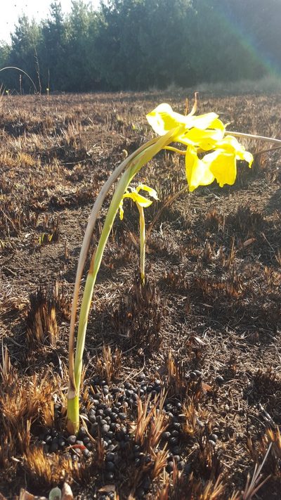 Moraea hiemalis, photographed by Hlengiwe Mtshali
