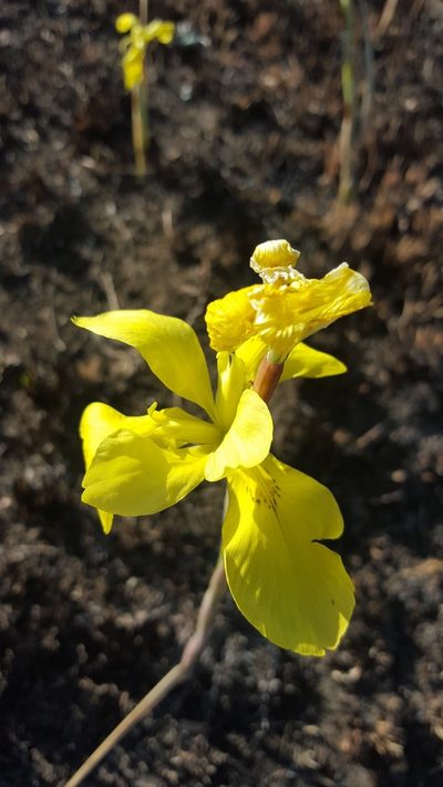 Moraea hiemalis, photographed by Hlengiwe Mtshali