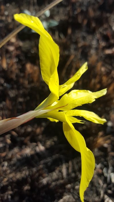 Moraea hiemalis, photographed by Hlengiwe Mtshali