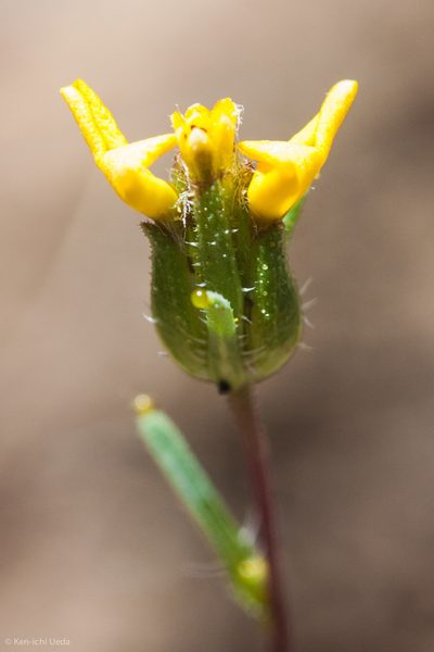 Calycadenia micrantha, photographed by Ken-ichi Ueda