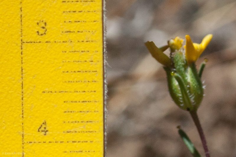Calycadenia micrantha, photographed by Ken-ichi Ueda