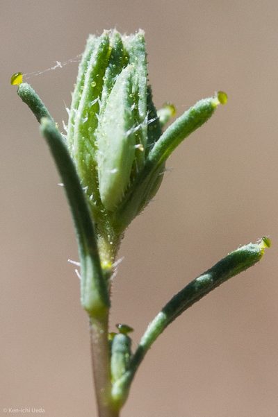Calycadenia micrantha, photographed by Ken-ichi Ueda