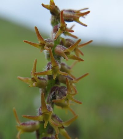 Holothrix thodei, photographed by Hlengiwe Mtshali