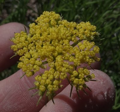 Musineon tenuifolium, photographed by Colin Croft