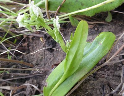 Pterygodium hastatum, photographed by Hlengiwe Mtshali