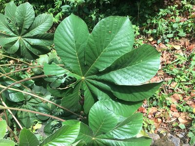 Cecropia palmata, photographed by B. Phalan