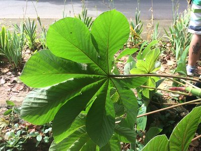 Cecropia palmata, photographed by B. Phalan