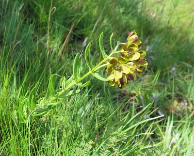 Schizoglossum hamatum, photographed by Hlengiwe Mtshali