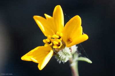 Calycadenia truncata, photographed by Ken-ichi Ueda