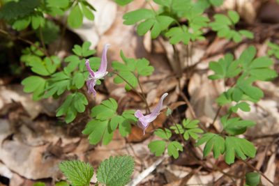 Corydalis caucasica, photographed by Екатерина Кропочева